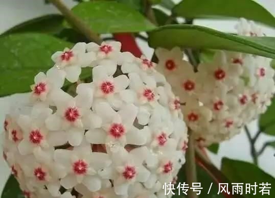 薰衣草|卧室有一盆这样的绿植，再也不担心失眠了