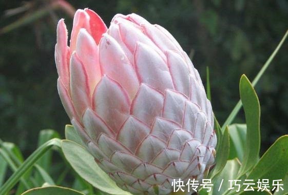 帝王花|家养“帝王花”，呼呼“一巴掌”，花瓣大又艳，满盆红彤彤