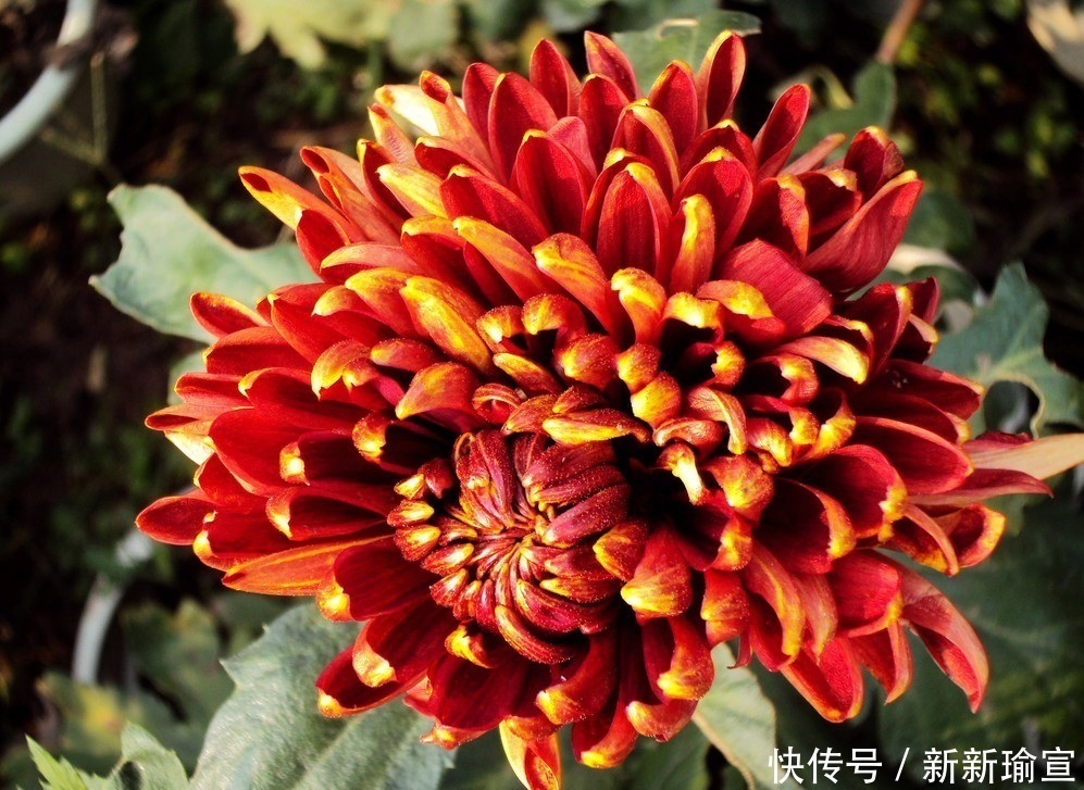 此花是一种淡隐山林的意境,有着非凡的地位,是长寿之花