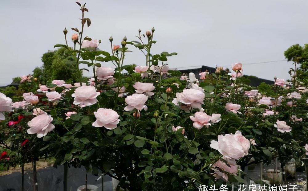 一个家里能栽得下去多少品种的月季?朋友家的小花园告诉你