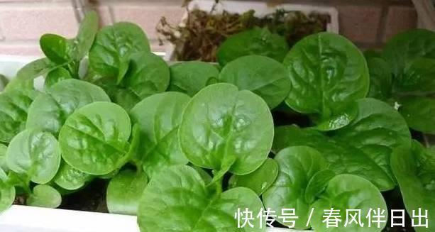 红薯叶|在阳台种上6种蔬菜,一年能省几百块菜钱,你了解嘛