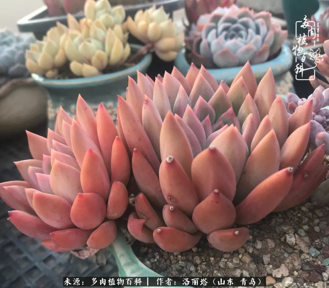 我和我的“多肉恋人”,怎么样有没有惊艳到你!