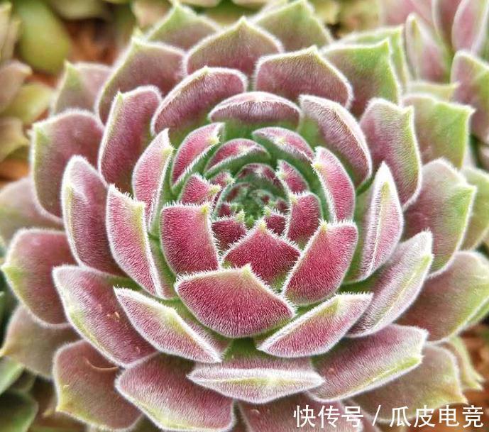 苏珊娜|观音莲这样养,不用施肥照样长满花盆