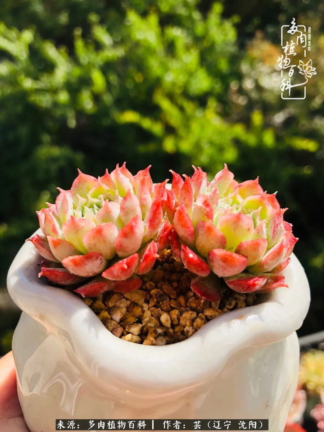 血罗|万物皆有灵性，一年四季有多肉陪伴真好！