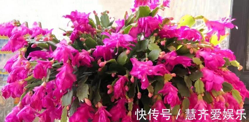 孕蕾|秋天养蟹爪兰、长寿花、君子兰，需要做好三件事，多年经验