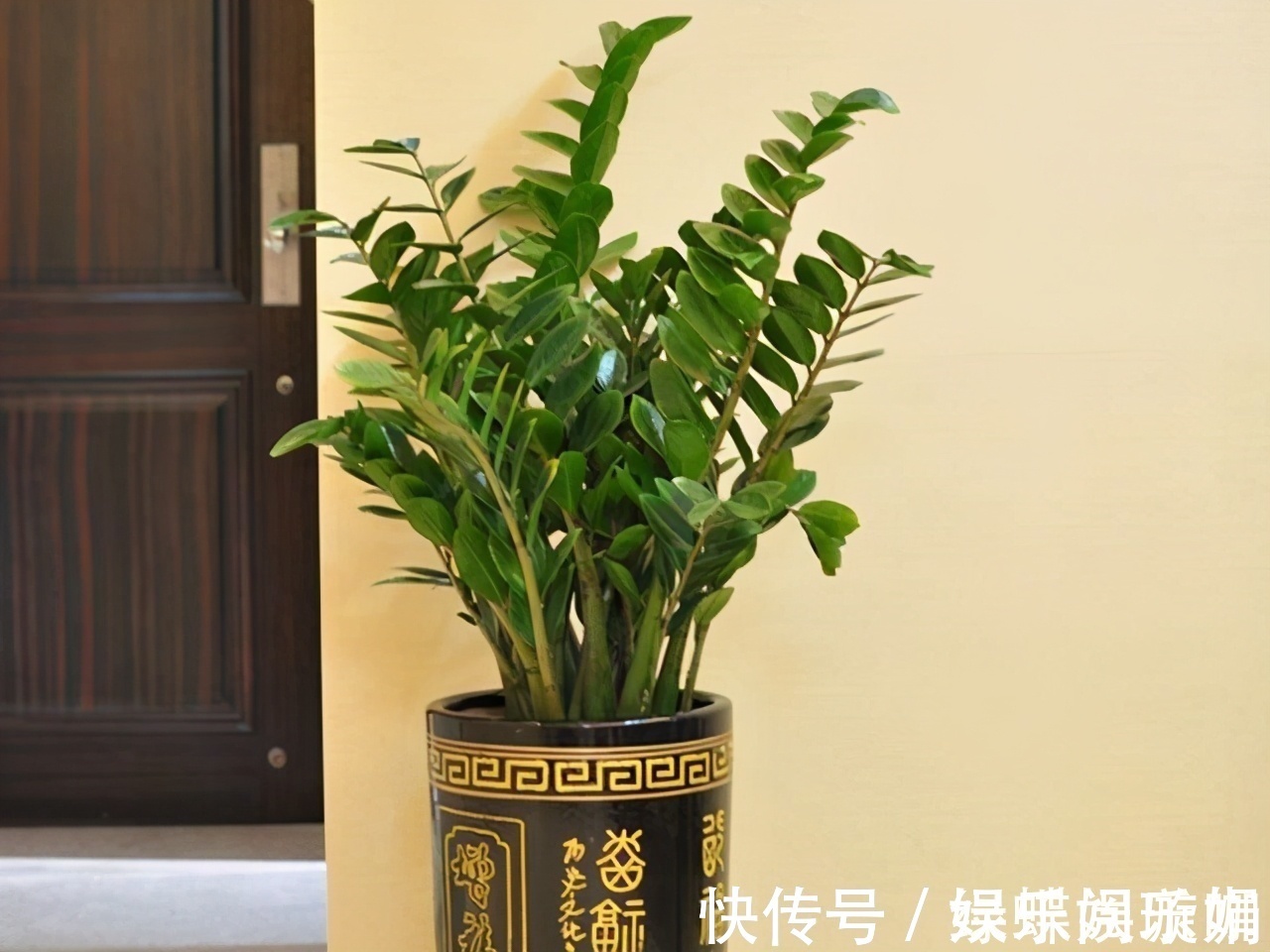 散尾葵|客厅养花别乱养,选5种花,好养好看,高端大气上档次