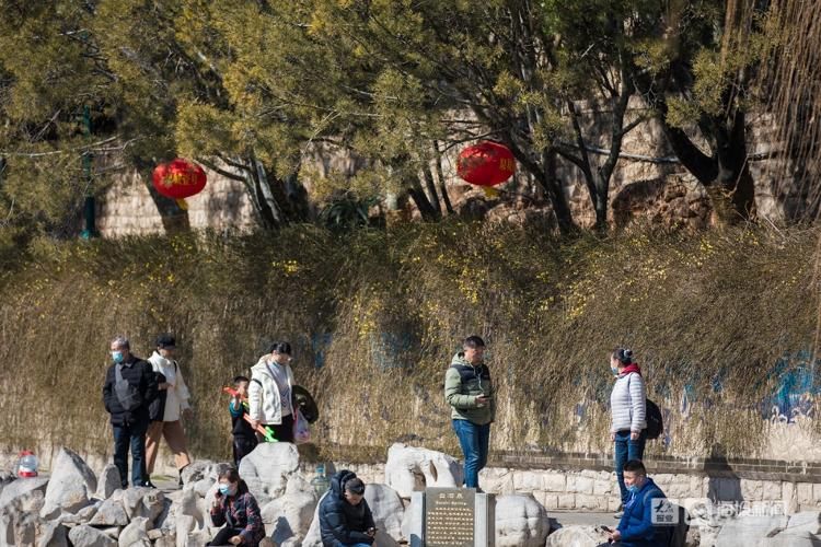 黑虎|清泉映花影，泉城春来早！济南黑虎泉畔这一大片迎春花，你看了吗？