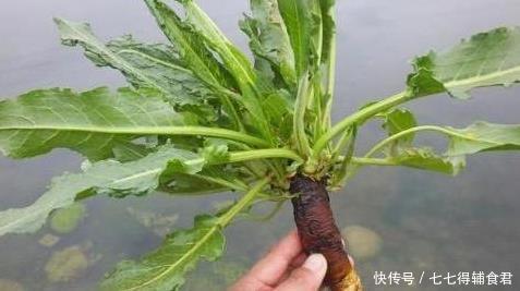功效|农村一种“萝卜根”切开是黄金色,功效极高,俗称“金不换”