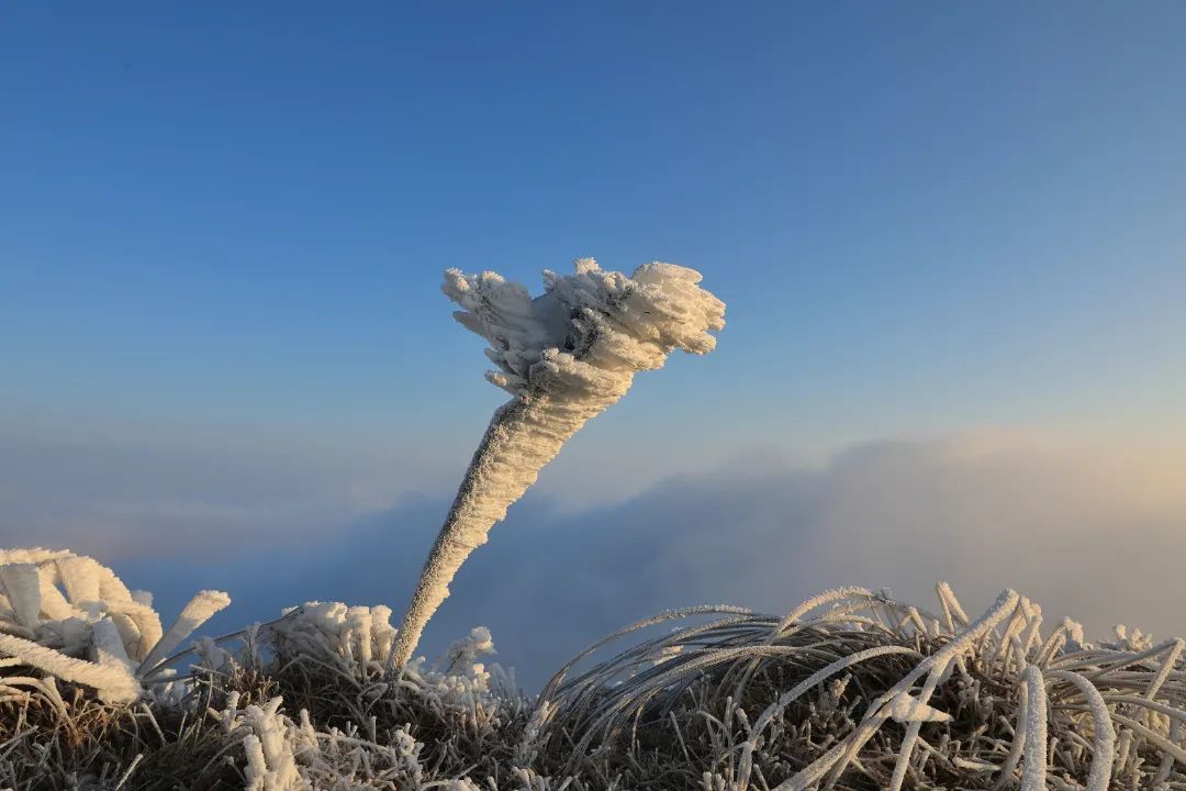 白鹤尖|玉树琼花！今日份白鹤尖雾凇到货