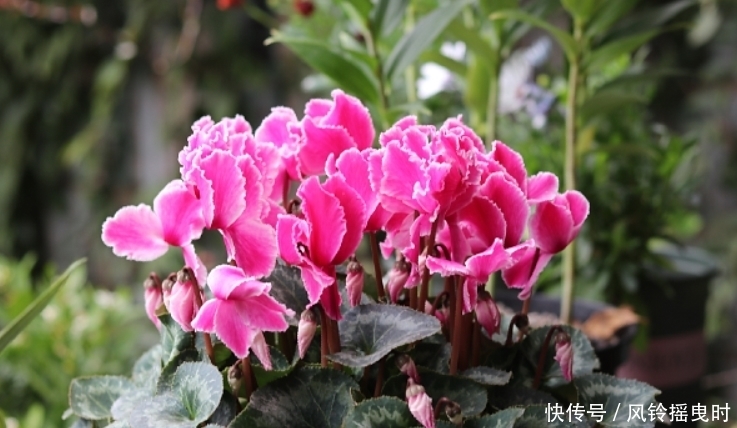 年宵花要选对,4个品种漂亮且好养,将它养好,室内才能多点春意