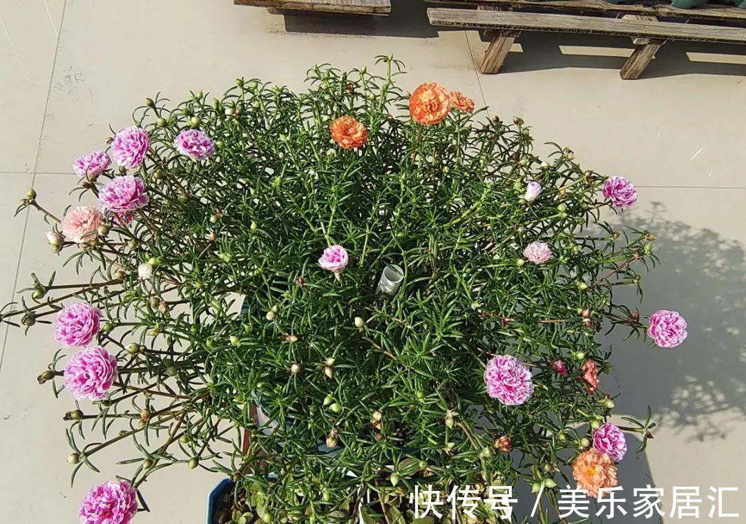 浇水|入冬修剪,这9种花,剪错不开花、杆子会枯死