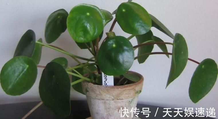 银星|最适合养在室内的7种花，有点散射光就能蹭蹭地长