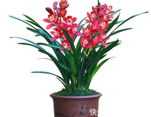 家庭养花选它,美过荷花,香过茉莉,一年四季有花赏,值得拥有