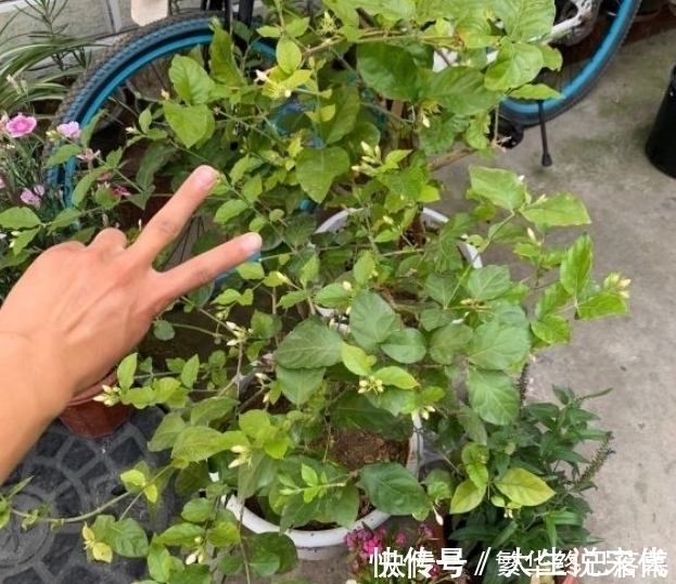 香蕉皮|养什么花，都可以用“1斤香蕉皮”，能让叶子更油绿，开花爆满盆