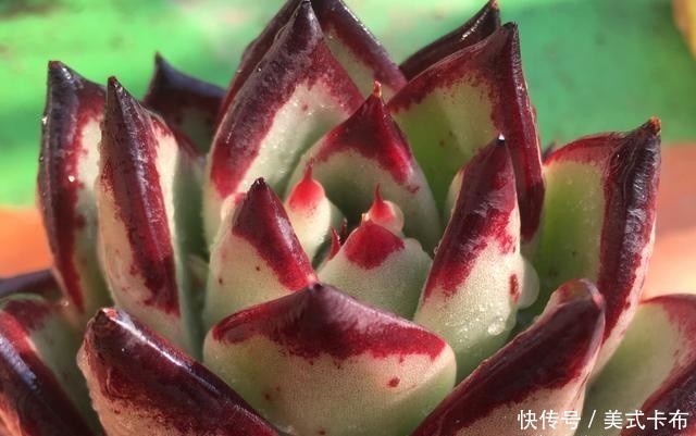 多肉乌木冬天要用补光灯吗?一般情况下不需要,毕竟它不容易徒长