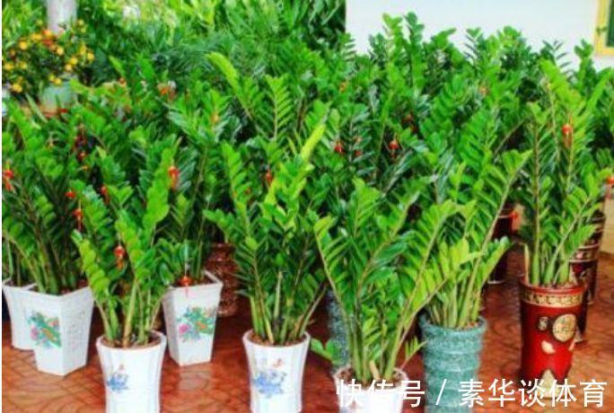 家养3种花，旺家又旺财，福气满满，红红火火送吉祥！