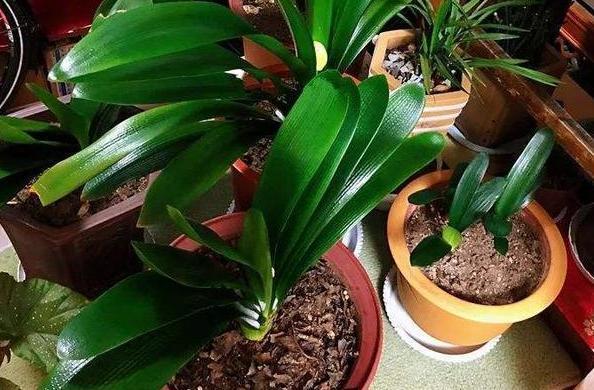 养花高手想要练成大神,处理这6件事就得游刃有余