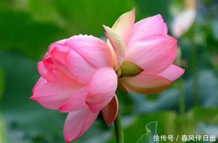 好运来|4种“女神花”，名字好听花更美，开花“红又旺”，好运来！