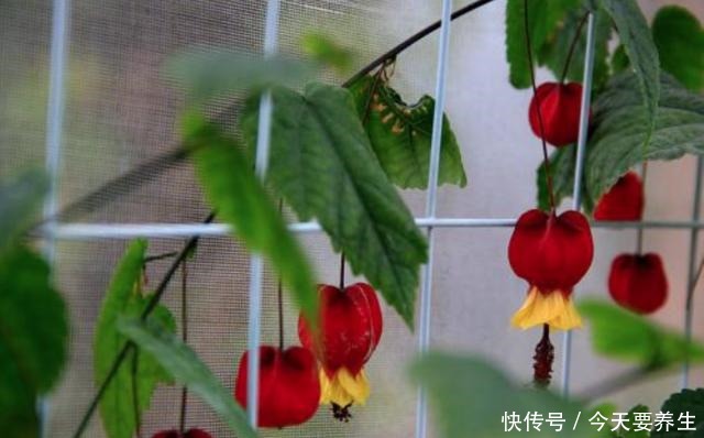 适合小阳台的花草,挂起来养,能开成“花瀑布”!