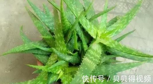 想要芦荟长爆盆,栽培管理要此样做,掌握这些秘诀,轻松养爆盆