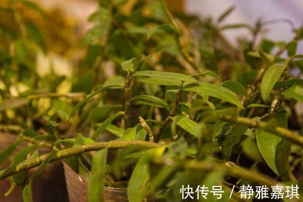 脾胃健康|好胃是养出来的,几种食物坚持吃一个月,或会脾胃健康身体好