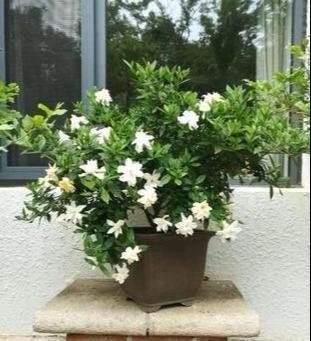 花苞|栀子花不开花怕啥,顺着“暴脾气”,随后爆花苞,一茬又一茬