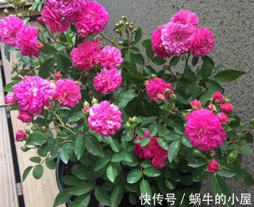 土壤|夏至后,月季盆栽迟迟不复花,是因为少了它