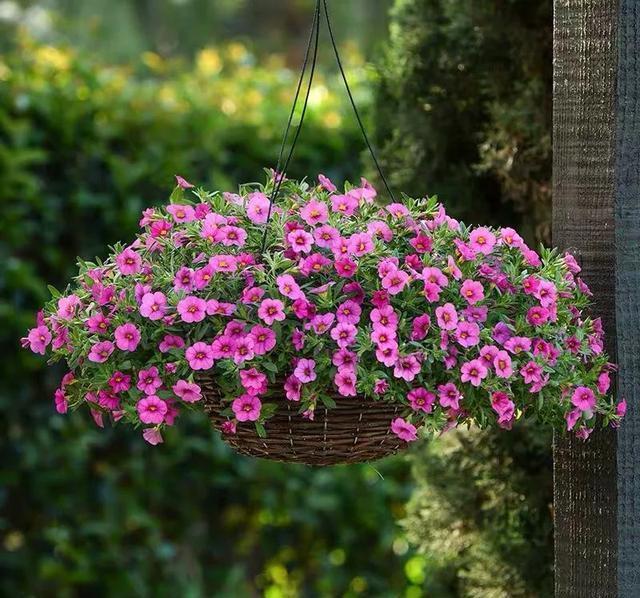 6种便宜花,好养又容易爆盆,春天养几盆,开花多到爆,漂亮极了