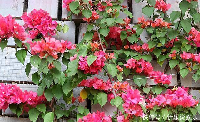 三角梅不开花,简单“4步”操作,30天变“花树”