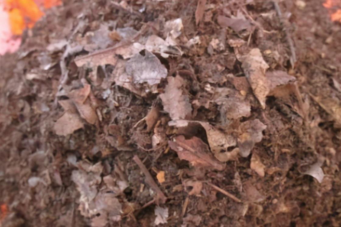 花友|不爱买土的花友,夏季别闲着,自己配制营养土,为秋季换盆做准备