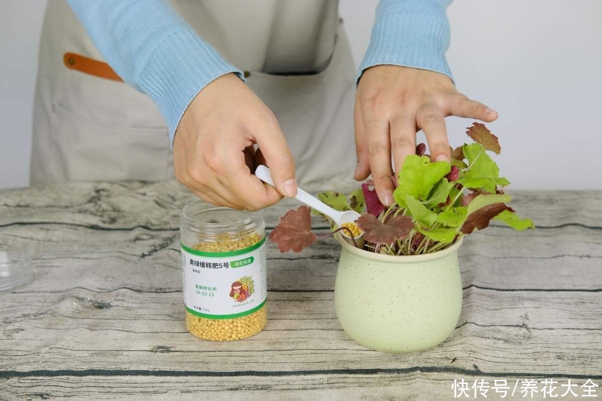 零下|矾根的叶子比花还美，好看又抗冻，零下十几度照样色彩斑斓