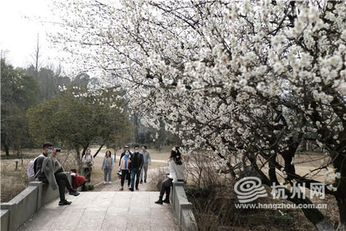 巢湖|留杭过年 灵峰赏梅（组图）