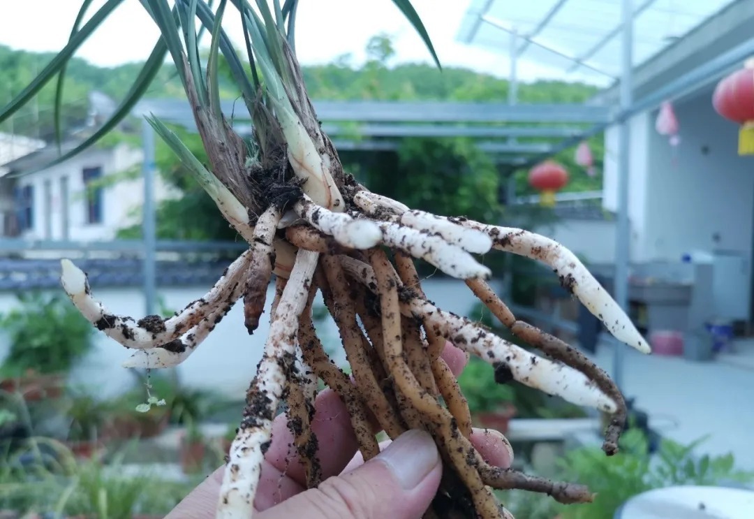 植料|多菌灵浇根,可以防止和治疗兰花烂根吗?兰友常常这样做