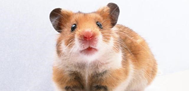 国家|一个崇拜老鼠的国家,传说在亡国之际,竟是老鼠救了这个国家