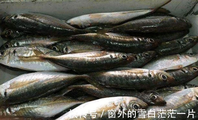 巴浪鱼|这四种常见但却不常听,便宜又好吃的海鱼,你有吃过吗