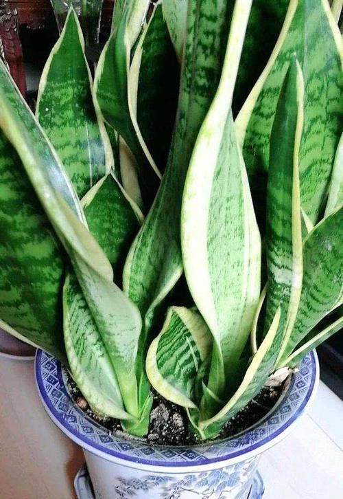满处|虎皮兰盆里放2种东西,小芽满处钻,叶子坚硬还翠绿