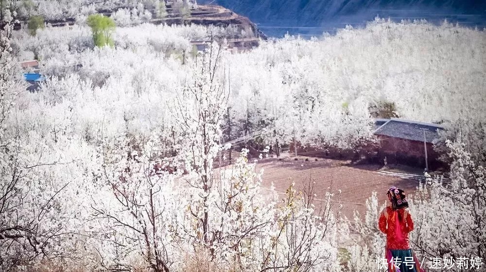 格桑花|春天，跟着花开去旅行，金川梨花白如雪