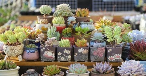 喷水|这9种花冬天别喷水,否则烂根烂叶,后悔都来不及!