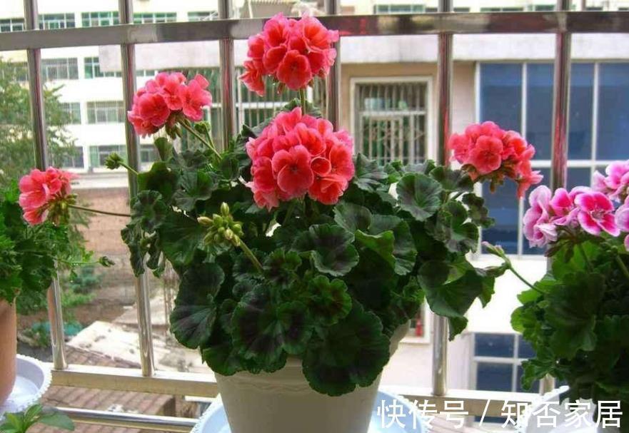 空气干燥器|三伏天，家庭养花，不注意这些地方，害虫爬满盆栽，保不住