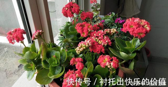 蟹爪兰|天冷后，这几种花就得“穷养”，不施肥、少浇水，越长越旺