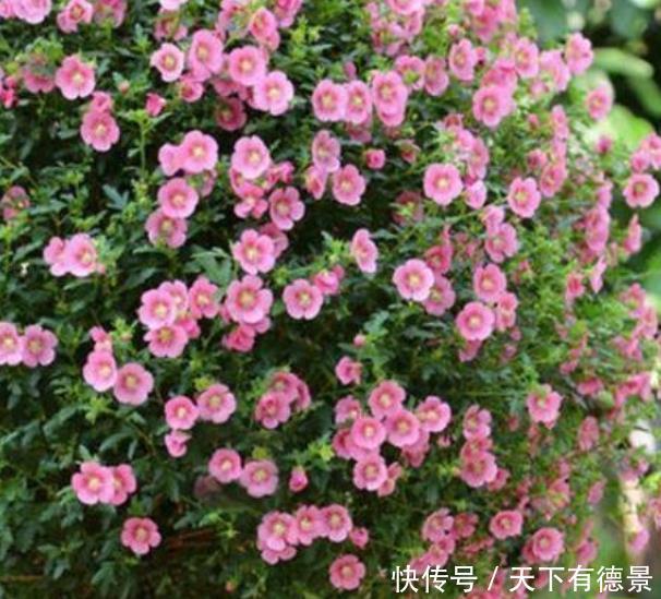 春季养此款花卉，花大服盆快，花色柔美，花朵烂漫迷人，美爆了