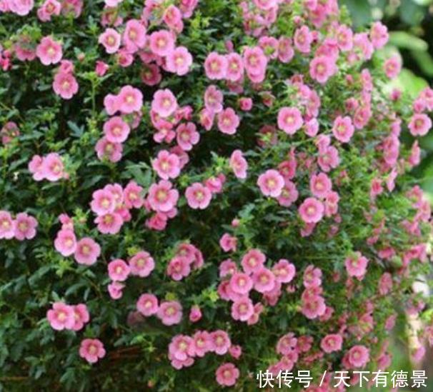 春季养此款花卉,花大服盆快,花色柔美,花朵烂漫迷人,美爆了