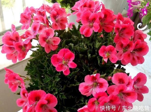 花开花落|新手养护花卉，就养沾土就活，见光就旺的花卉，花开一整年！