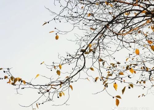  大雪节气|今日大雪，穿暖和，别冻着