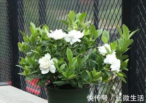 栀子花|这种酸性水,半月给花喝一勺,之子、茉莉开不停,香味瓢满屋