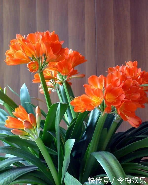 君子兰“夹箭”不开花教你2个“小技巧”,轻松解决,当月开花