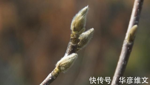 白芷|此物“专通鼻窍”,可解各种鼻窍病证,但唯有初春可采,切勿错过