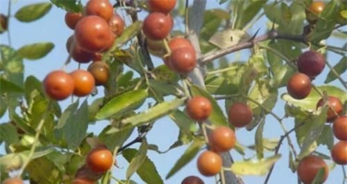 明目|女人爱美，适合常吃3种食物，补肝明目，袪皱淡斑，预防子宫早衰