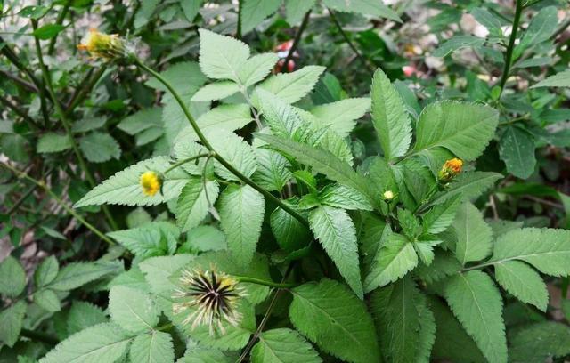 野草|这种野草,人称“鬼针草”,人们看着绕道走,有人却想靠它发财!