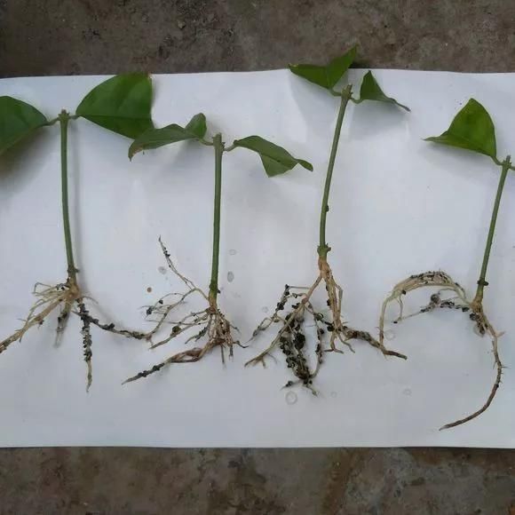 趁天|4种“残花梗”,趁天热赶紧剪,插土里10天生根,很快爆芽